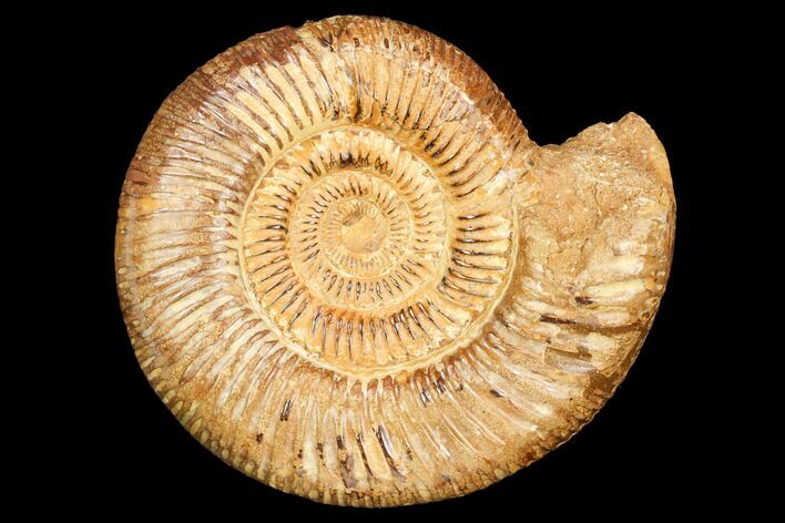 Jurassic Ammonite (Perisphinctes) - Madagascar #126071